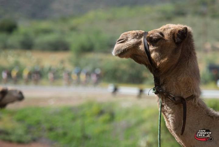 12032091_975134659194643_8352251657836808842_n